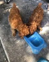 Teacup Colorbred Red. Rosita, a female Poodle - Toy  for sale in Hammond, LA – Photo 5 of 6