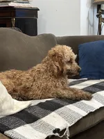 Teacup Colorbred Red. Rosita, a female Poodle - Toy  for sale in Hammond, LA – Photo 4 of 6