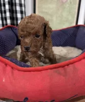 Teacup Colorbred Red. Rosita, a female Poodle - Toy  for sale in Hammond, LA – Photo 1 of 6