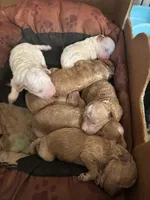 Benz, a male Miniature Goldendoodle for sale in Hammond, LA – 4 of 4