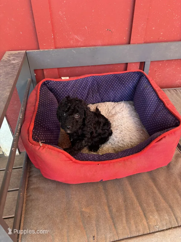 Titan – Poodle - Miniature , Miniature Goldendoodle puppy for sale in Hammond, LA