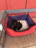 Titan, a male Poodle - Miniature  and Miniature Goldendoodle for sale in Hammond, LA – 1 of 3