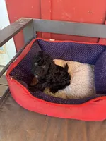 Titan, a male Poodle - Miniature  and Miniature Goldendoodle for sale in Hammond, LA – 3 of 3