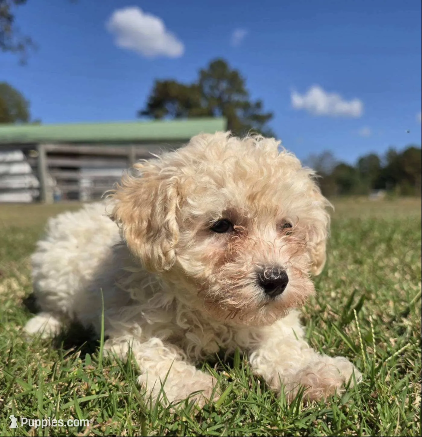 Teacup. Mimi, a female Maltipoo and Poodle - Toy  for sale in Hammond, LA – 4 of 5