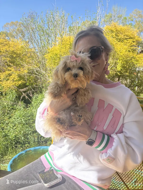 Mimi – Maltipoo, Poodle - Toy  puppy for sale in Hammond, LA