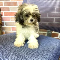 Mimi, a female Maltipoo and Poodle - Toy  for sale in Hammond, LA – Photo 6 of 7
