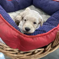Shadow, a male Goldendoodle for sale in Hammond, LA – Photo 1 of 6