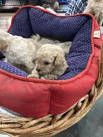 Shadow, a male Goldendoodle for sale in Hammond, LA – Photo 6 of 6