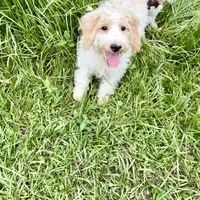 Shadow, a male Goldendoodle for sale in Hammond, LA – Photo 3 of 6