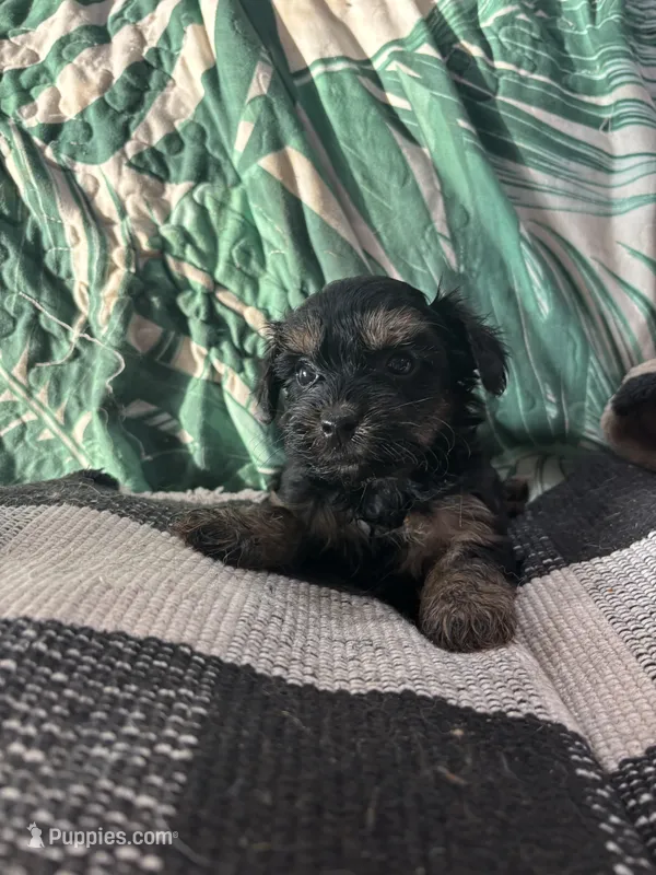 Missy – Maltipoo, Poodle - Toy  puppy for sale in Hammond, LA