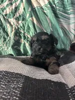 Missy, a female Maltipoo and Poodle - Toy  for sale in Hammond, LA – 2 of 3