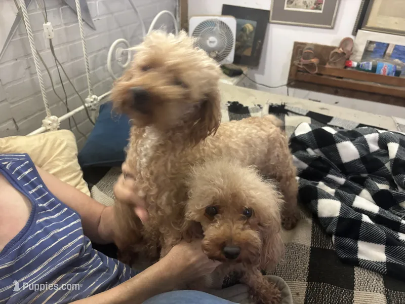 Tiger Miniature GD – Miniature Goldendoodle puppy for sale in Hammond, LA