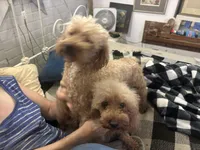 Tiger Miniature GD, a male Miniature Goldendoodle for sale in Hammond, LA – 1 of 5