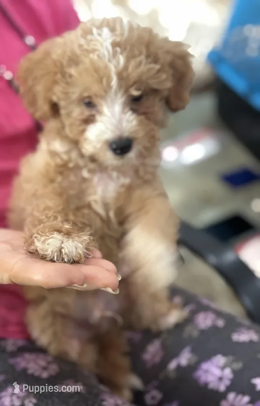 Rusty – Miniature Goldendoodle puppy for sale in Hammond, LA