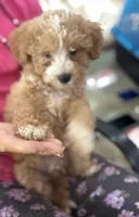 Rusty, a male Miniature Goldendoodle for sale in Hammond, LA – Photo 1 of 2