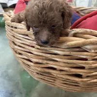Rusty, a male Miniature Goldendoodle for sale in Hammond, LA – Photo 2 of 2