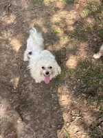 Tcup Marty, a male Maltese for sale in Hammond, LA – 3 of 3