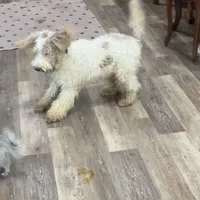 Tiger Miniature GD, a male Miniature Goldendoodle for sale in Hammond, LA – Photo 1 of 3