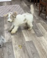 Tiger Miniature GD, a male Miniature Goldendoodle for sale in Hammond, LA – Photo 1 of 3