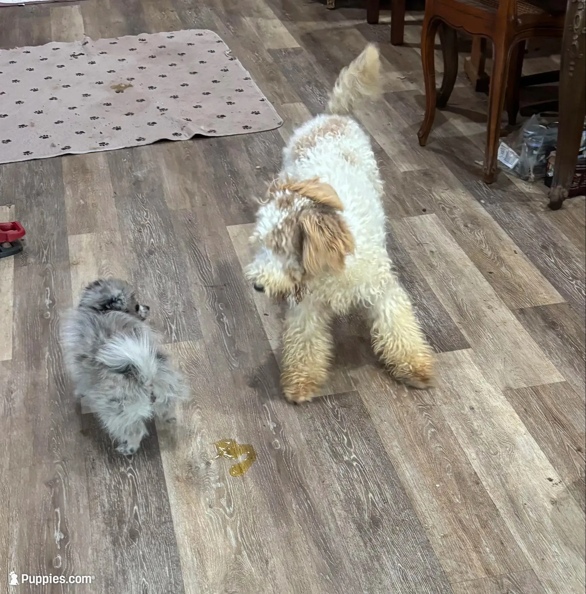 Tiger Miniature GD, a male Miniature Goldendoodle for sale in Hammond, LA – 3 of 5
