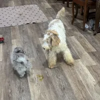 Tiger Miniature GD, a male Miniature Goldendoodle for sale in Hammond, LA – Photo 2 of 3