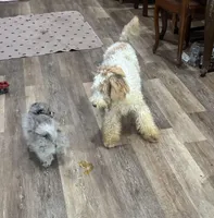 Tiger Miniature GD, a male Miniature Goldendoodle for sale in Hammond, LA – Photo 2 of 3