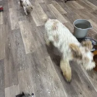 Tiger Miniature GD, a male Miniature Goldendoodle for sale in Hammond, LA – Photo 3 of 3