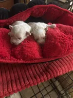 Tiny Teacup Diamond, a female Maltipoo for sale in Hammond, LA – Photo 4 of 4