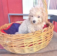 Tiny Teacup Diamond, a female Maltipoo for sale in Hammond, LA – Photo 2 of 4