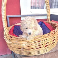 Tiny Teacup Diamond, a female Maltipoo for sale in Hammond, LA – Photo 1 of 3