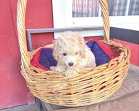 Tiny Teacup Diamond, a female Maltipoo for sale in Hammond, LA – Photo 1 of 4