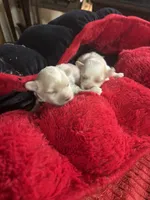 Tiny Teacup Diamond, a female Maltipoo for sale in Hammond, LA – Photo 3 of 4