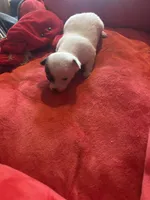 Chalupa. ChiChi, a female Chihuahua for sale in Hammond, LA – 2 of 2