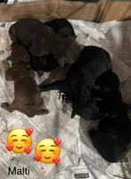 Phillip maltipoo, a male Maltipoo for sale in Hammond, LA – 4 of 4