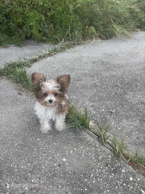 Tiny Teacup Leo – Yorkshire Terrier puppy for sale in Hammond, LA