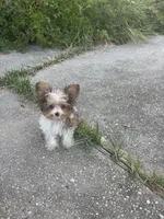 Tiny Teacup Leo, a male Yorkshire Terrier for sale in Hammond, LA – 1 of 6