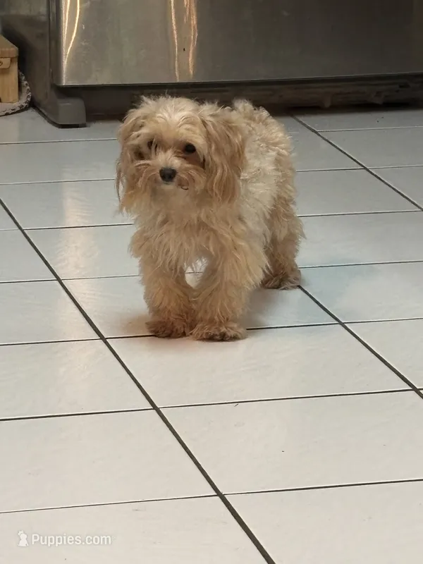 Teacup. Mimi – Maltipoo, Poodle - Toy  puppy for sale in Hammond, LA