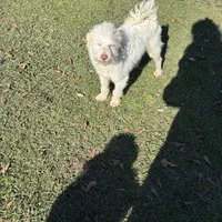 Buddy Boy, a male Miniature Goldendoodle for sale in Hammond, LA – Photo 3 of 3