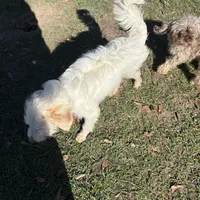 Buddy Boy, a male Miniature Goldendoodle for sale in Hammond, LA – Photo 2 of 3