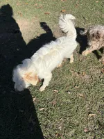 Buddy Boy, a male Miniature Goldendoodle for sale in Hammond, LA – Photo 2 of 3