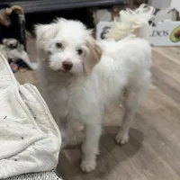 Buddy Boy, a male Miniature Goldendoodle for sale in Hammond, LA – Photo 1 of 3