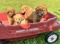 Blake, a male Goldendoodle for sale in Hammond, LA – 8 of 9