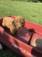 Benz, a male Poodle - Miniature  and Miniature Goldendoodle for sale in Hammond, LA – 2 of 3