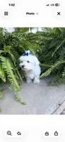 Dianna, a female Maltese for sale in Hammond, LA – 3 of 3