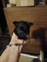 Suzette, a female Poodle - Toy  for sale in Hammond, LA – Photo 4 of 4