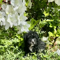 Suzette, a female Poodle - Toy  for sale in Hammond, LA – Photo 1 of 4