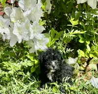 Suzette, a female Poodle - Toy  for sale in Hammond, LA – Photo 1 of 4