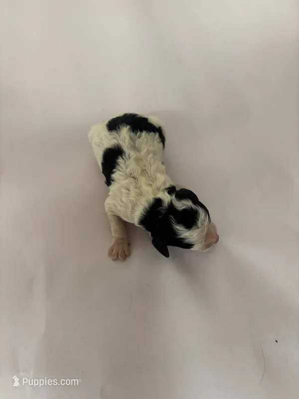 TeacupCami – Cavalier King Charles Spaniel puppy for sale in Hammond, LA
