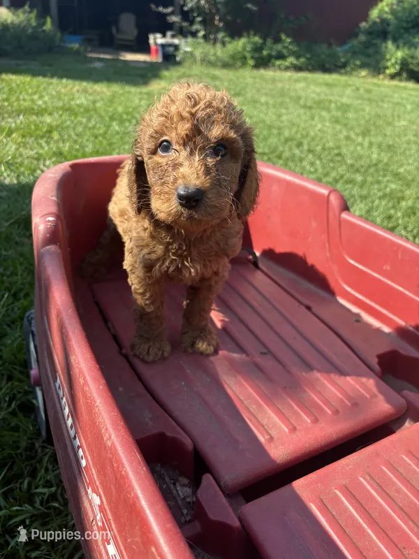Benz – Poodle - Miniature , Miniature Goldendoodle puppy for sale in Hammond, LA