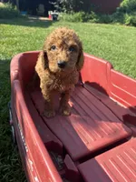 Benz, a male Poodle - Miniature  and Miniature Goldendoodle for sale in Hammond, LA – 1 of 3